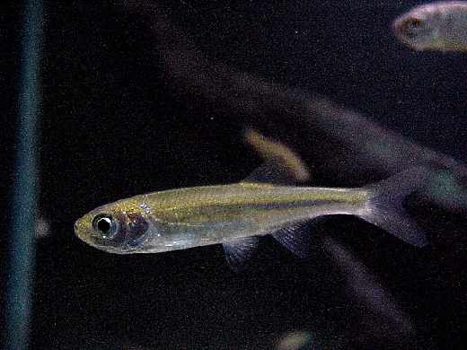 Able de Heckel Patrimoine du Morvan